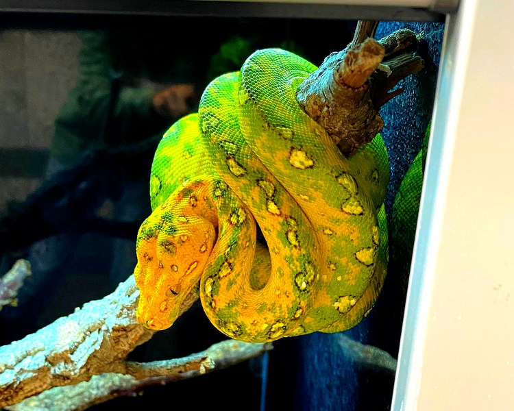 Green Tree Python ~ Biak Red Neonate ~ Juvenile